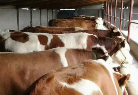 牛羊催肥劑是真的還是假的？那種催肥劑好用？