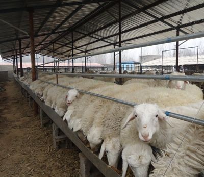 牛羊催肥劑是真的還是假的？