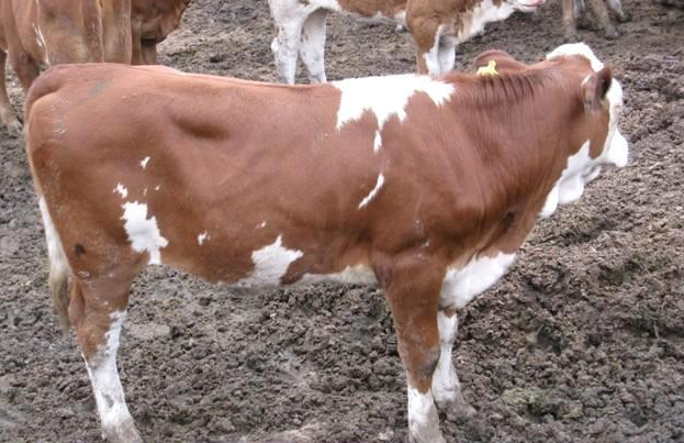 牛羊催肥飼料添加劑全國(guó)包郵