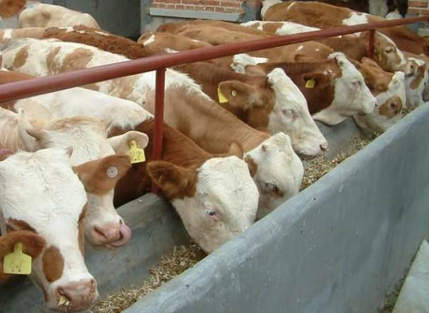 牛羊催肥飼料添加劑全國包郵