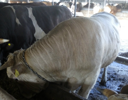 牛羊催肥飼料添加劑全國包郵