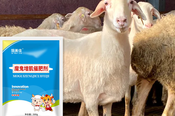 牛羊用什么催肥劑好 塑型長瘦肉牛羊催肥劑