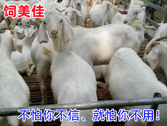 羊催肥用什么添加劑效果好？塑型長(zhǎng)瘦肉用飼美佳