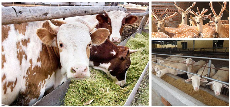 肉羊催肥劑怎么選擇？怎樣合理使用快速催肥？