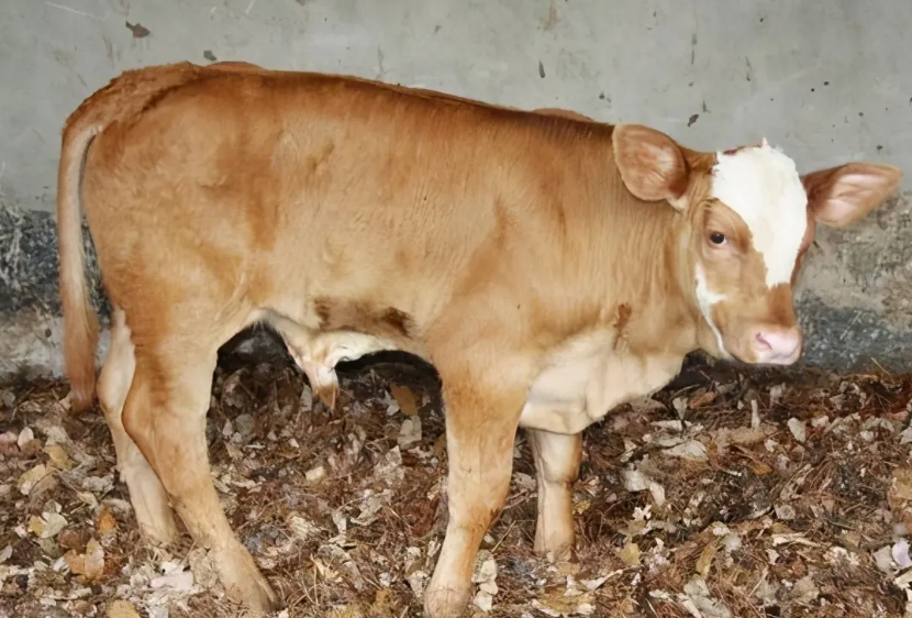 牛犢喂什么飼料長(zhǎng)得快一點(diǎn)？