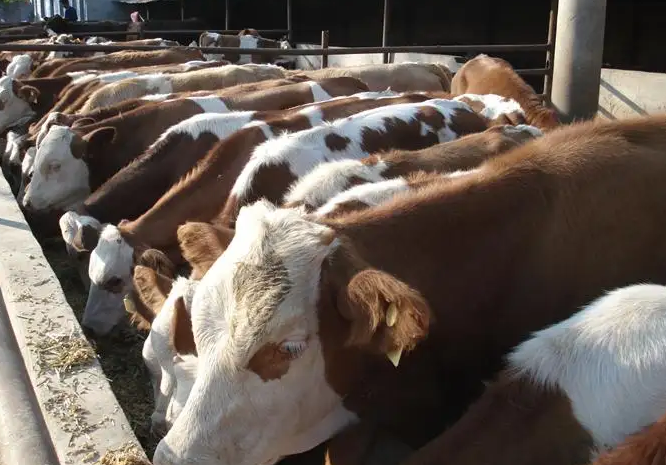 牛羊預(yù)混料的產(chǎn)品那個牌子的好？