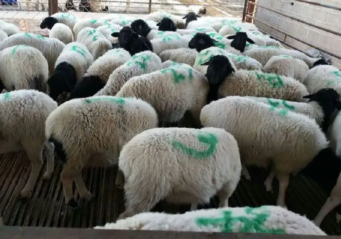 牛羊預(yù)混料的產(chǎn)品那個(gè)牌子的好？