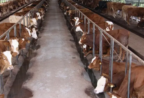 牛羊預(yù)混料的產(chǎn)品那個(gè)牌子的好？