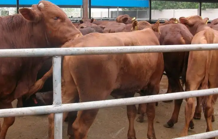 河北唐山牛場使用預混料反饋