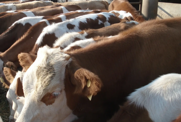 飼美佳牛羊預(yù)混料效果怎么樣？