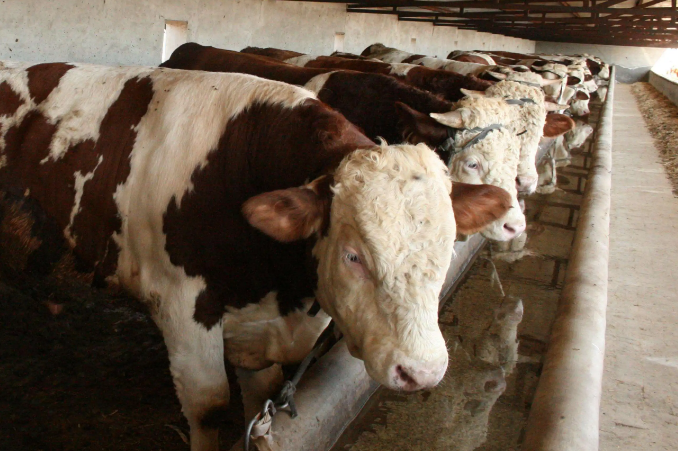 飼美佳牛羊預(yù)混料效果怎么樣？