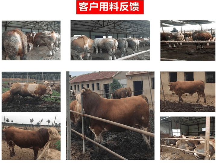 牛喂什么添加劑催肥快？