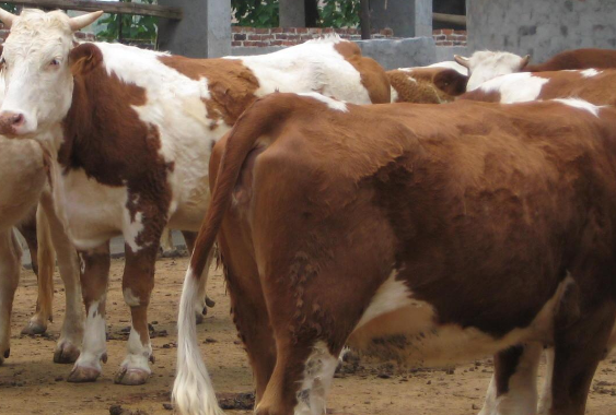 肉牛預(yù)混料的主要作用是什么？