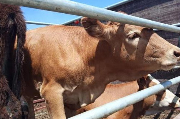 肉牛預(yù)混料的主要作用是什么？