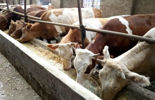 網(wǎng)絡(luò)上面太多牛催肥產(chǎn)品哪個好？