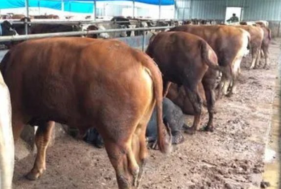 網(wǎng)絡(luò)上面太多牛催肥產(chǎn)品哪個(gè)好？