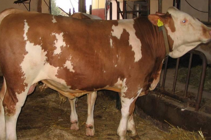 牛增重哪家產(chǎn)品可靠?