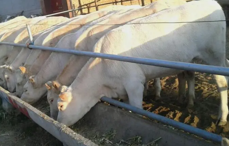 牛增重哪家產(chǎn)品可靠?