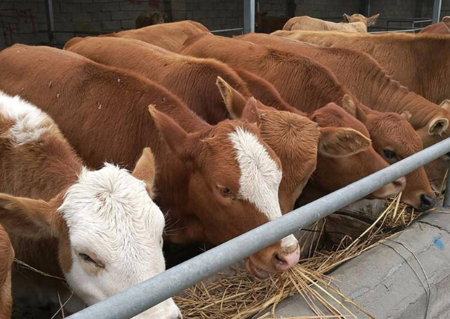 養(yǎng)牛用的去油增肉的添加劑有哪些？