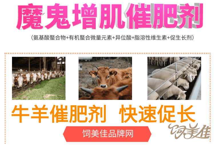 育肥羊催肥喂啥催肥長肉快？