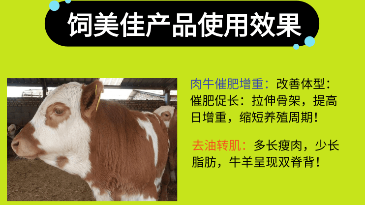 育肥牛不加催肥小料可以嗎？