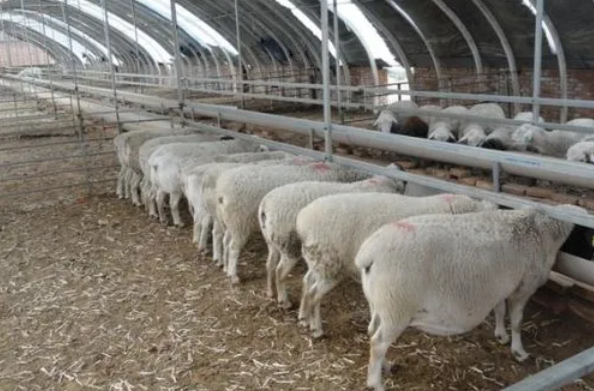 牛羊催肥藥用什么做的？