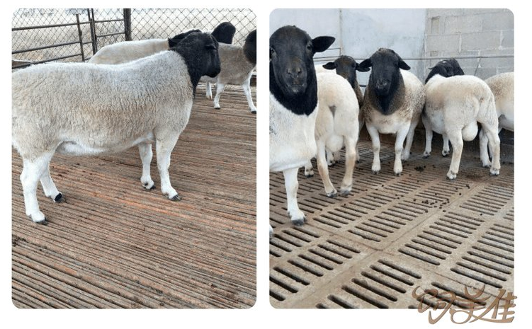 牛羊小料添加劑是什么成分？