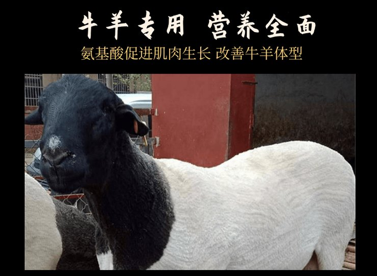 羊喂什么激素長得快？