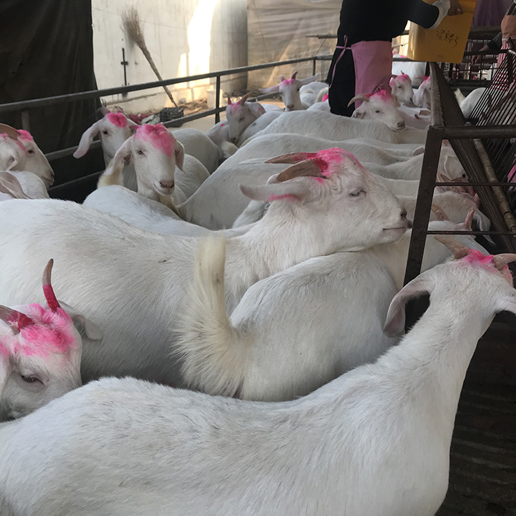 牛用催肥添加劑有哪些?