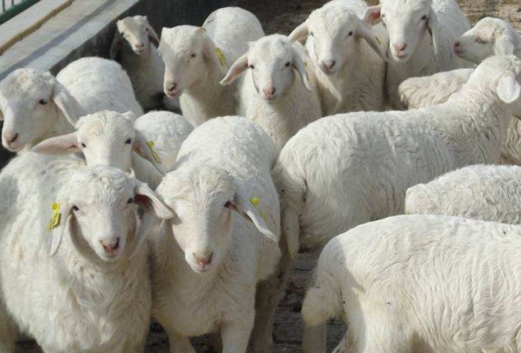 育肥羊催肥喂啥催肥藥