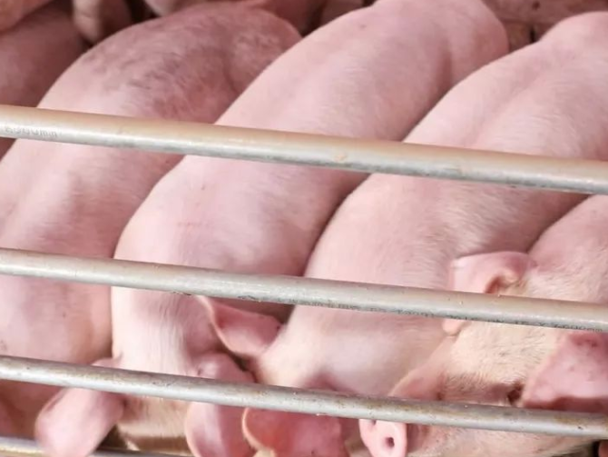 改善豬體型的添加劑有哪些 改善豬體型的添加劑有哪些