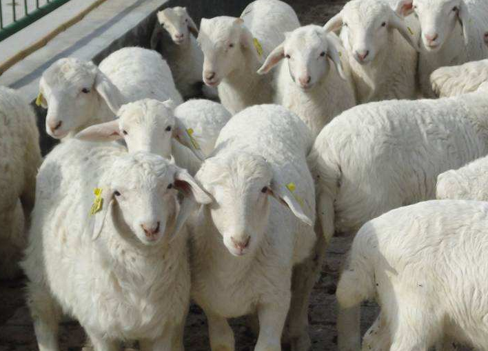 育肥羊怎么喂長(zhǎng)得快上膘快