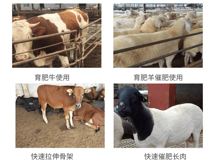 飼美佳羊催肥飼料添加劑能給養(yǎng)殖戶帶來什么？