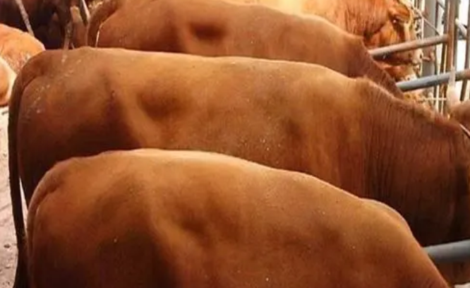 育肥牛羊催肥好處是什么