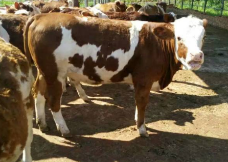 解決牛催肥速度的四種方法