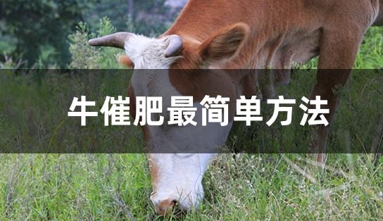 解決牛催肥速度的四種方法