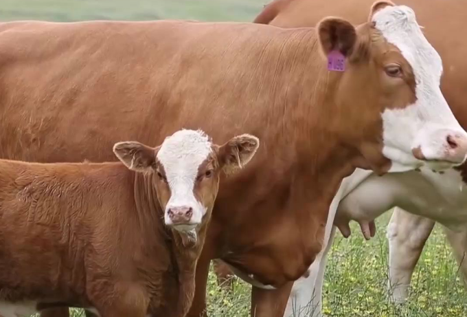 解決牛催肥速度的四種方法