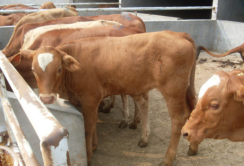 飼美佳犢牛速長有用嗎 飼美佳犢牛速長有用嗎