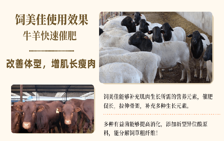 牛催肥用什么藥好使 牛催肥用什么藥好使