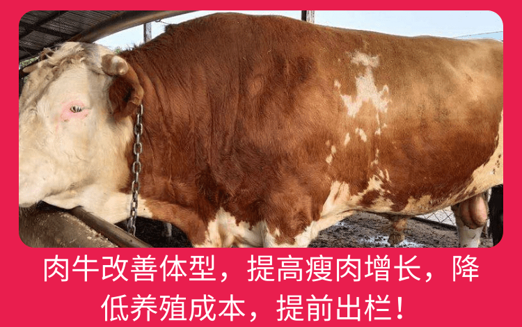 牛催肥用什么藥好使 牛催肥用什么藥好使