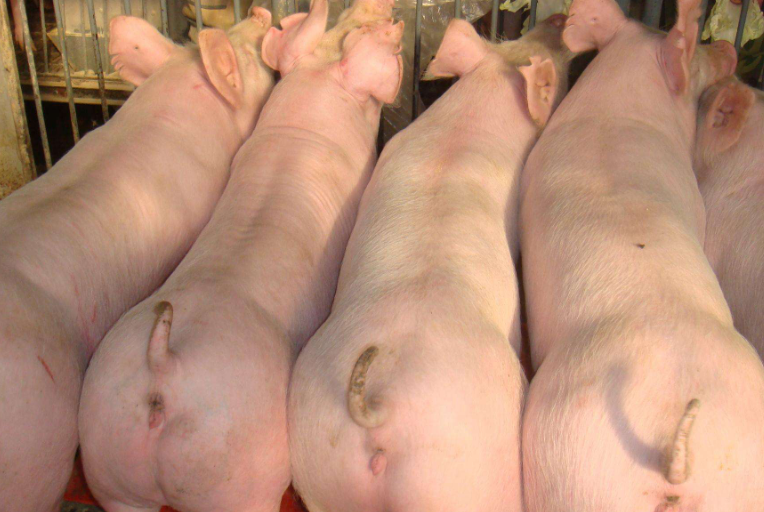 喂什么豬料能改變豬體行好 喂什么豬料能改變豬體行好